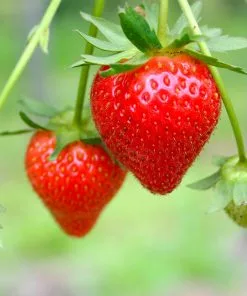 Fast Growing Trees Everbearing Strawberry - USDA Organic 12 Fast Growing Trees Everbearing Strawberry - USDA Organic