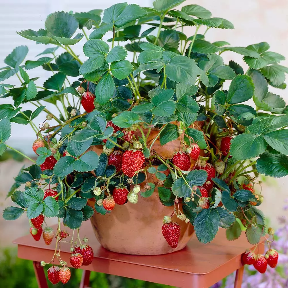 Fast Growing Trees Strawberry Plants Everbearing Strawberry 4 Fast Growing Trees Strawberry Plants Everbearing Strawberry