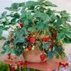 Fast Growing Trees Strawberry Plants Everbearing Strawberry 2 Fast Growing Trees Strawberry Plants Everbearing Strawberry