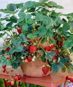 Fast Growing Trees Strawberry Plants Everbearing Strawberry