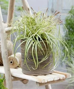 Fast Growing Trees See All Shrubs & Hedges Carex Evergold (Japanese Sedge) 8 Fast Growing Trees See All Shrubs & Hedges Carex Evergold (Japanese Sedge)