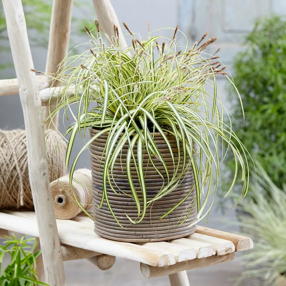 Fast Growing Trees See All Shrubs & Hedges Carex Evergold (Japanese Sedge) 5 Fast Growing Trees See All Shrubs & Hedges Carex Evergold (Japanese Sedge)