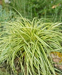 Fast Growing Trees See All Shrubs & Hedges Carex Evergold (Japanese Sedge) 9 Fast Growing Trees See All Shrubs & Hedges Carex Evergold (Japanese Sedge)