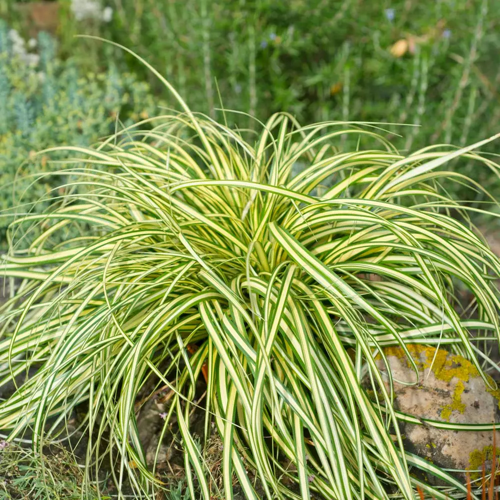 Fast Growing Trees See All Shrubs & Hedges Carex Evergold (Japanese Sedge) 6 Fast Growing Trees See All Shrubs & Hedges Carex Evergold (Japanese Sedge)