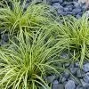 Fast Growing Trees See All Shrubs & Hedges Carex Evergold (Japanese Sedge) 2 Fast Growing Trees See All Shrubs & Hedges Carex Evergold (Japanese Sedge)