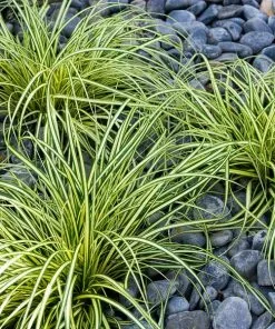 Fast Growing Trees See All Shrubs & Hedges Carex Evergold (Japanese Sedge)