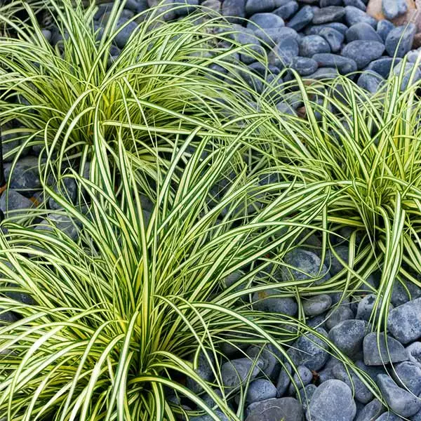 Fast Growing Trees See All Shrubs & Hedges Carex Evergold (Japanese Sedge) 3 Fast Growing Trees See All Shrubs & Hedges Carex Evergold (Japanese Sedge)