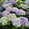Fast Growing Trees Everlasting® Amethyst Hydrangea Shrub Hydrangea Shrubs 2 Fast Growing Trees Everlasting® Amethyst Hydrangea Shrub Hydrangea Shrubs