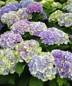 Fast Growing Trees Everlasting® Amethyst Hydrangea Shrub Hydrangea Shrubs