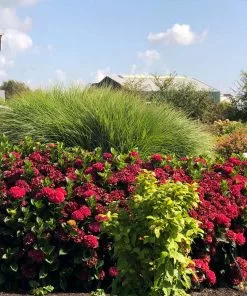 Fast Growing Trees Everlasting® Crimson Ruby Hydrangea Shrub 8 Fast Growing Trees Everlasting® Crimson Ruby Hydrangea Shrub