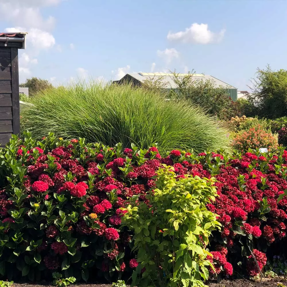Fast Growing Trees Everlasting® Crimson Ruby Hydrangea Shrub 5 Fast Growing Trees Everlasting® Crimson Ruby Hydrangea Shrub