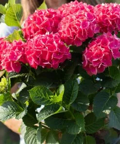 Fast Growing Trees Everlasting® Crimson Ruby Hydrangea Shrub 9 Fast Growing Trees Everlasting® Crimson Ruby Hydrangea Shrub