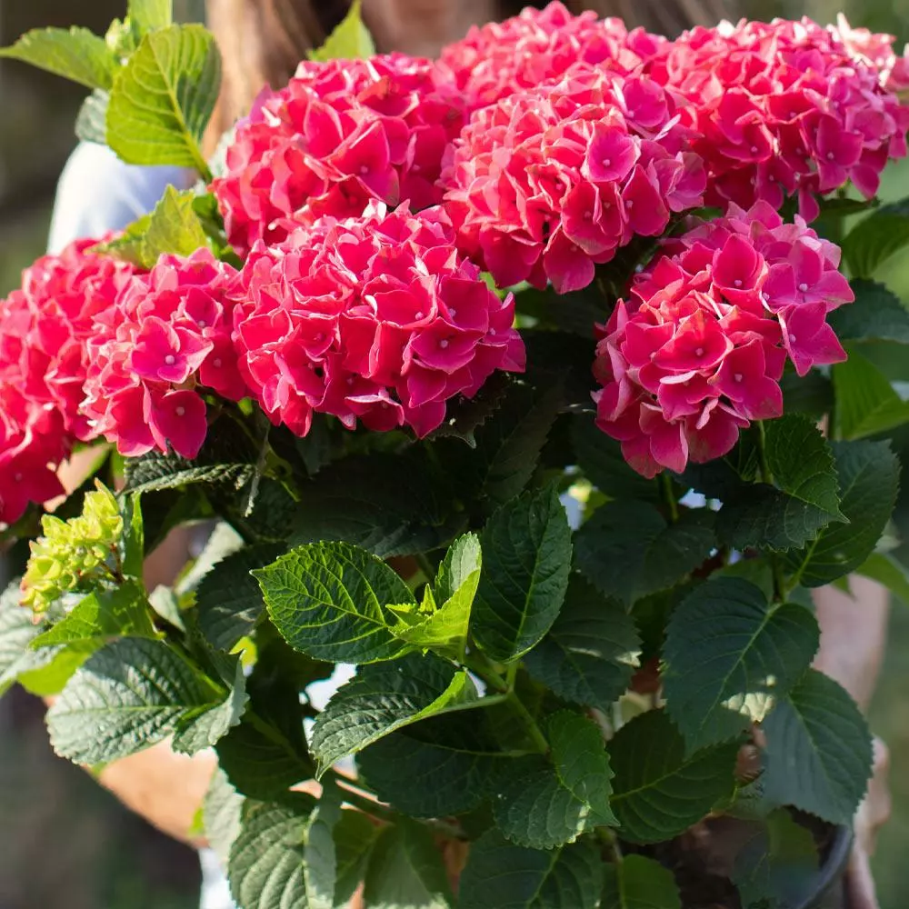 Fast Growing Trees Everlasting® Crimson Ruby Hydrangea Shrub 6 Fast Growing Trees Everlasting® Crimson Ruby Hydrangea Shrub