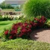 Fast Growing Trees Everlasting® Crimson Ruby Hydrangea Shrub 2 Fast Growing Trees Everlasting® Crimson Ruby Hydrangea Shrub