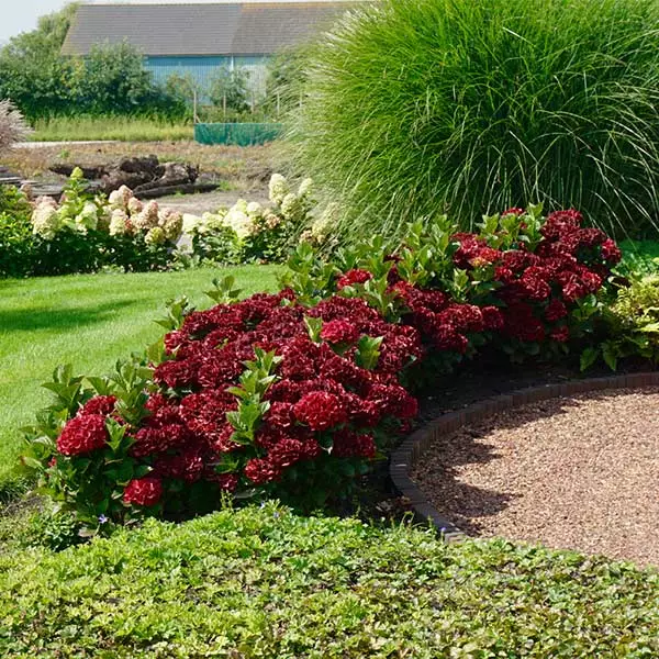 Fast Growing Trees Everlasting® Crimson Ruby Hydrangea Shrub 3 Fast Growing Trees Everlasting® Crimson Ruby Hydrangea Shrub