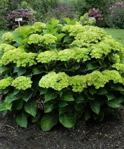 Fast Growing Trees Hydrangea Shrubs Everlasting® Green Cloud Emerald Hydrangea Shrub 8 Fast Growing Trees Hydrangea Shrubs Everlasting® Green Cloud Emerald Hydrangea Shrub