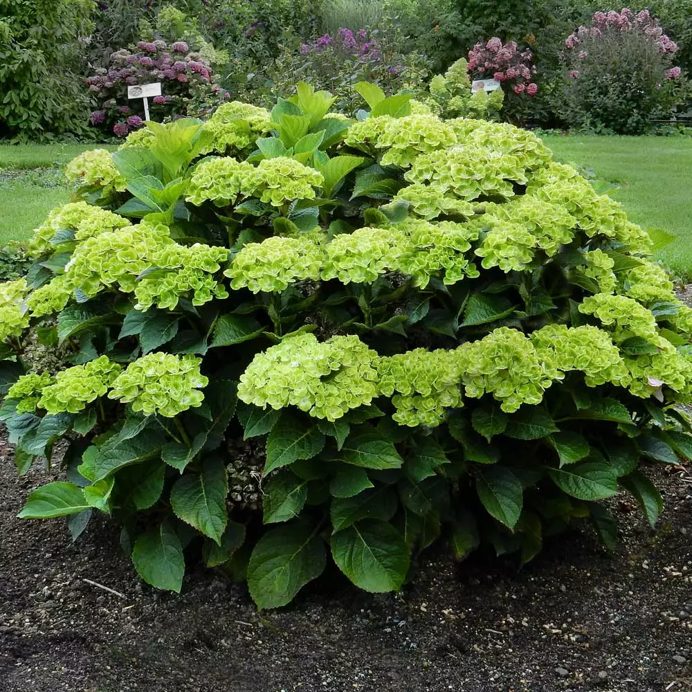 Fast Growing Trees Hydrangea Shrubs Everlasting® Green Cloud Emerald Hydrangea Shrub 5 Fast Growing Trees Hydrangea Shrubs Everlasting® Green Cloud Emerald Hydrangea Shrub