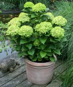 Fast Growing Trees Hydrangea Shrubs Everlasting® Green Cloud Emerald Hydrangea Shrub 9 Fast Growing Trees Hydrangea Shrubs Everlasting® Green Cloud Emerald Hydrangea Shrub