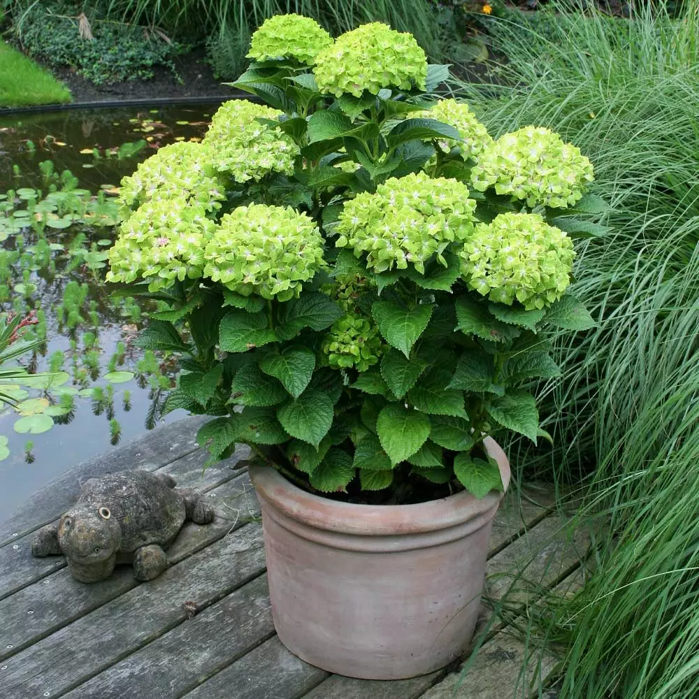 Fast Growing Trees Hydrangea Shrubs Everlasting® Green Cloud Emerald Hydrangea Shrub 6 Fast Growing Trees Hydrangea Shrubs Everlasting® Green Cloud Emerald Hydrangea Shrub