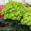Fast Growing Trees Hydrangea Shrubs Everlasting® Green Cloud Emerald Hydrangea Shrub 2 Fast Growing Trees Hydrangea Shrubs Everlasting® Green Cloud Emerald Hydrangea Shrub