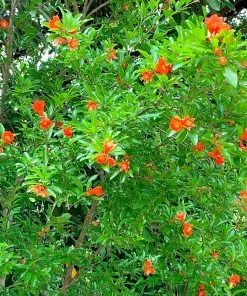 Fast Growing Trees Eversweet Pomegranate Tree