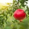 Fast Growing Trees Eversweet Pomegranate Tree 1 Fast Growing Trees Eversweet Pomegranate Tree