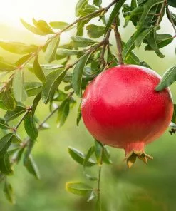 Fast Growing Trees Eversweet Pomegranate Tree