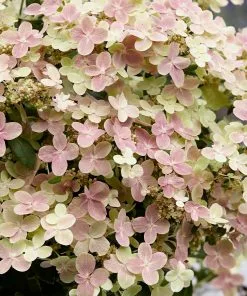 Fast Growing Trees Early Evolution Hydrangea Hydrangea Shrubs