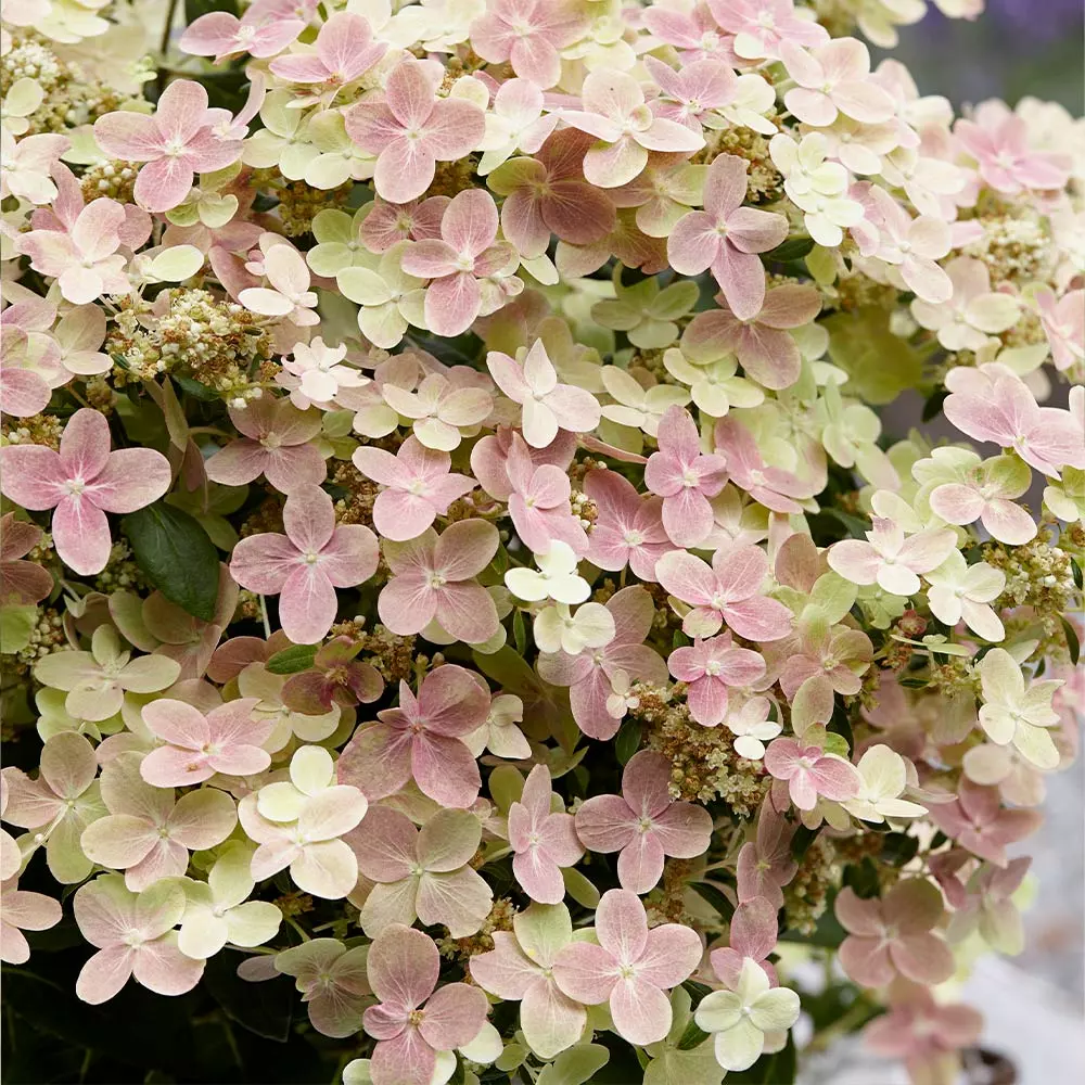 Fast Growing Trees Early Evolution Hydrangea Hydrangea Shrubs 4 Fast Growing Trees Early Evolution Hydrangea Hydrangea Shrubs