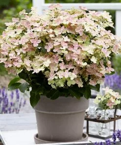 Fast Growing Trees Early Evolution Hydrangea Hydrangea Shrubs 7 Fast Growing Trees Early Evolution Hydrangea Hydrangea Shrubs