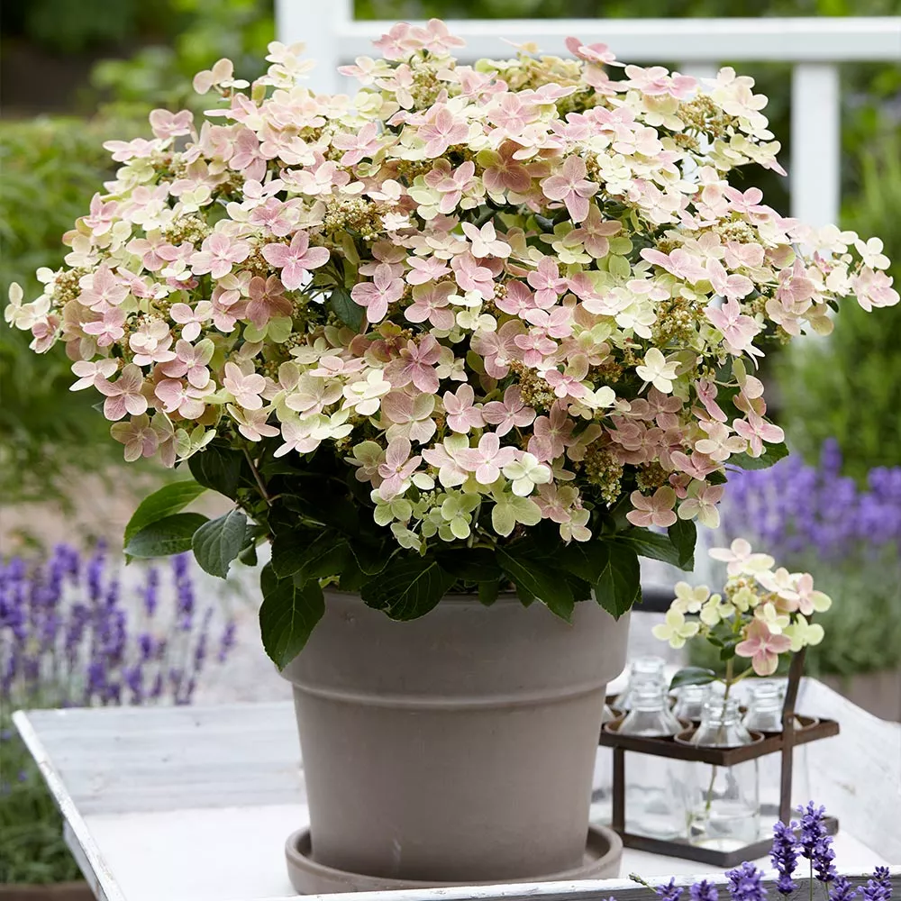Fast Growing Trees Early Evolution Hydrangea Hydrangea Shrubs 5 Fast Growing Trees Early Evolution Hydrangea Hydrangea Shrubs