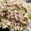 Fast Growing Trees Early Evolution Hydrangea Hydrangea Shrubs 1 Fast Growing Trees Early Evolution Hydrangea Hydrangea Shrubs