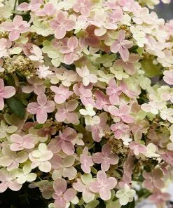 Fast Growing Trees Early Evolution Hydrangea Hydrangea Shrubs