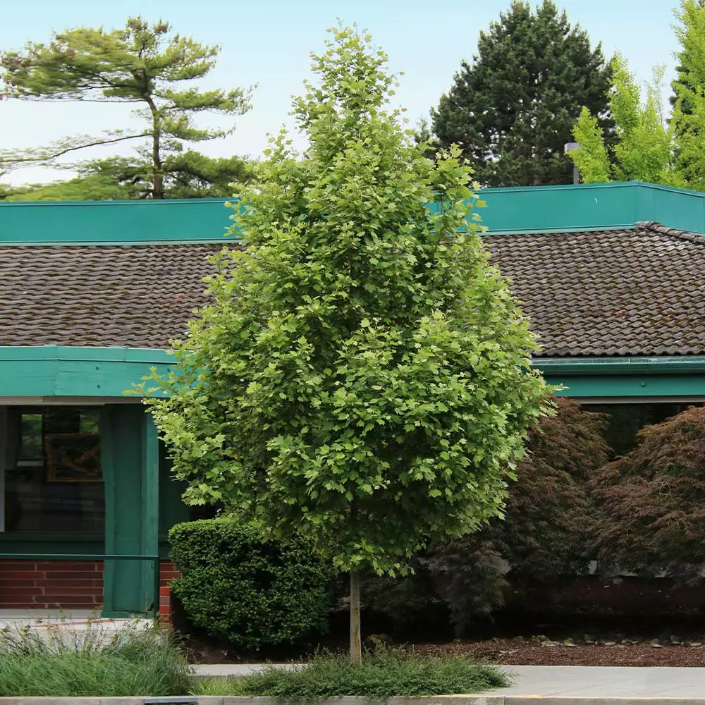 Fast Growing Trees EXCLAMATION!™ London Planetree 6 Fast Growing Trees EXCLAMATION!™ London Planetree