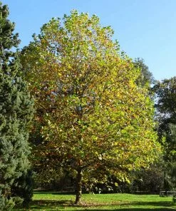 Fast Growing Trees EXCLAMATION!™ London Planetree