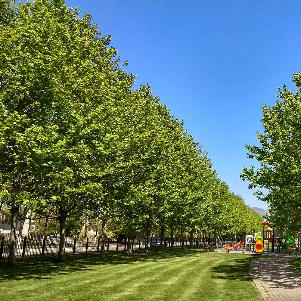 Fast Growing Trees EXCLAMATION!™ London Planetree 7 Fast Growing Trees EXCLAMATION!™ London Planetree