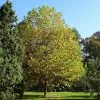 Fast Growing Trees EXCLAMATION!™ London Planetree 2 Fast Growing Trees EXCLAMATION!™ London Planetree