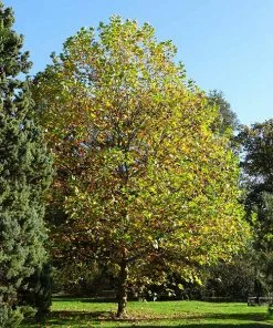 Fast Growing Trees EXCLAMATION!™ London Planetree