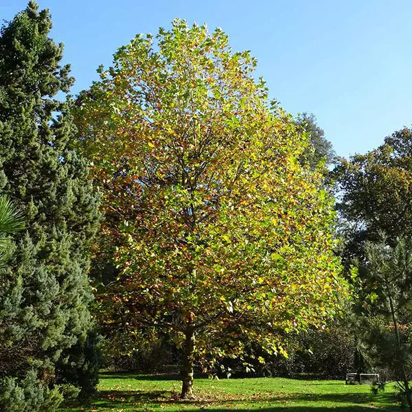 Fast Growing Trees EXCLAMATION!™ London Planetree 3 Fast Growing Trees EXCLAMATION!™ London Planetree