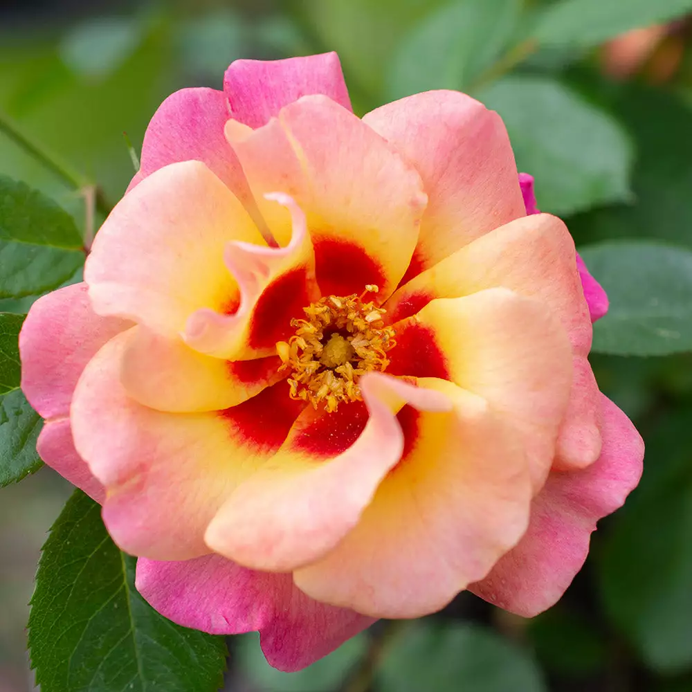 Fast Growing Trees Roses Eyeconic® Mango Lemonade Rose 5 Fast Growing Trees Roses Eyeconic® Mango Lemonade Rose