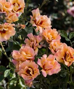 Fast Growing Trees Roses Eyeconic® Mango Lemonade Rose