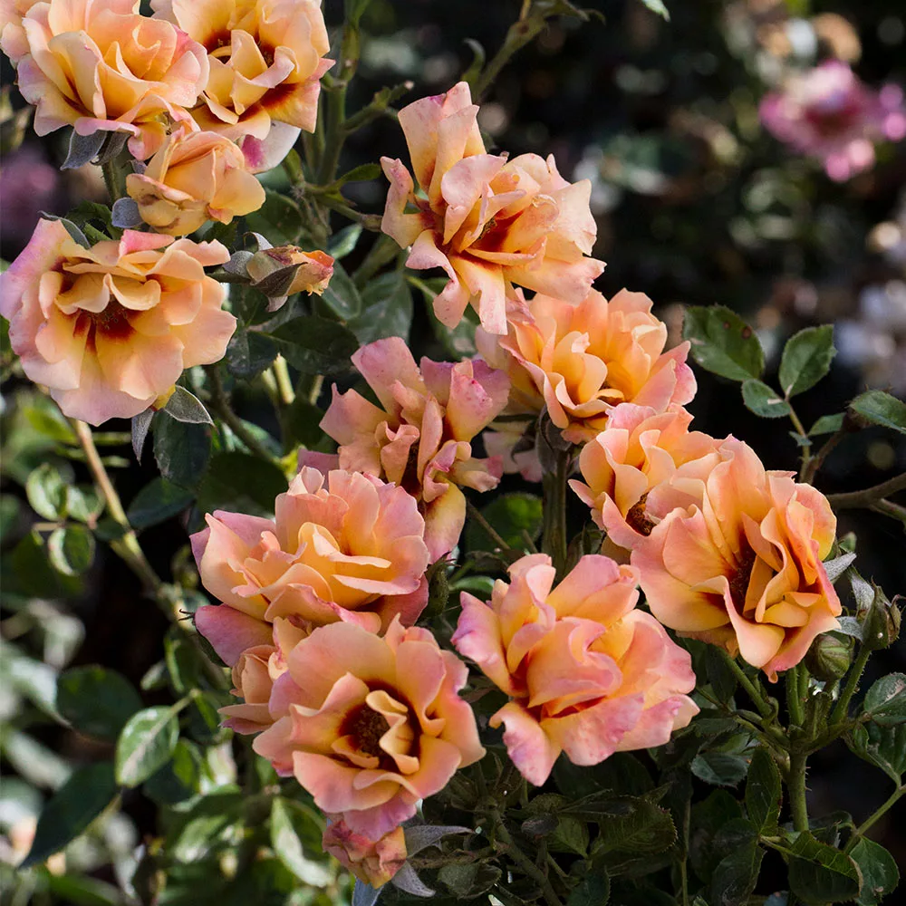 Fast Growing Trees Roses Eyeconic® Mango Lemonade Rose 4 Fast Growing Trees Roses Eyeconic® Mango Lemonade Rose