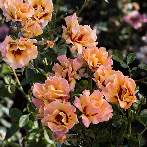 Fast Growing Trees Roses Eyeconic® Mango Lemonade Rose 3 Fast Growing Trees Roses Eyeconic® Mango Lemonade Rose