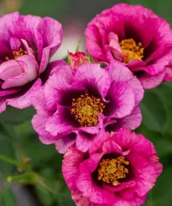 Fast Growing Trees Eyeconic® Plum Lemonade Rose Roses 7 Fast Growing Trees Eyeconic® Plum Lemonade Rose Roses