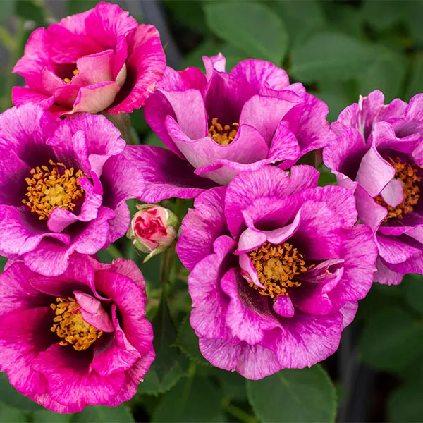Fast Growing Trees Eyeconic® Plum Lemonade Rose Roses 3 Fast Growing Trees Eyeconic® Plum Lemonade Rose Roses