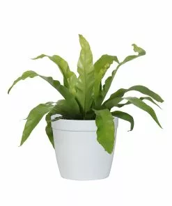 Fast Growing Trees Low Light House Plants Bird's Nest Fern
