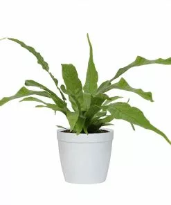 Fast Growing Trees Crocodile Fern 11 Fast Growing Trees Crocodile Fern