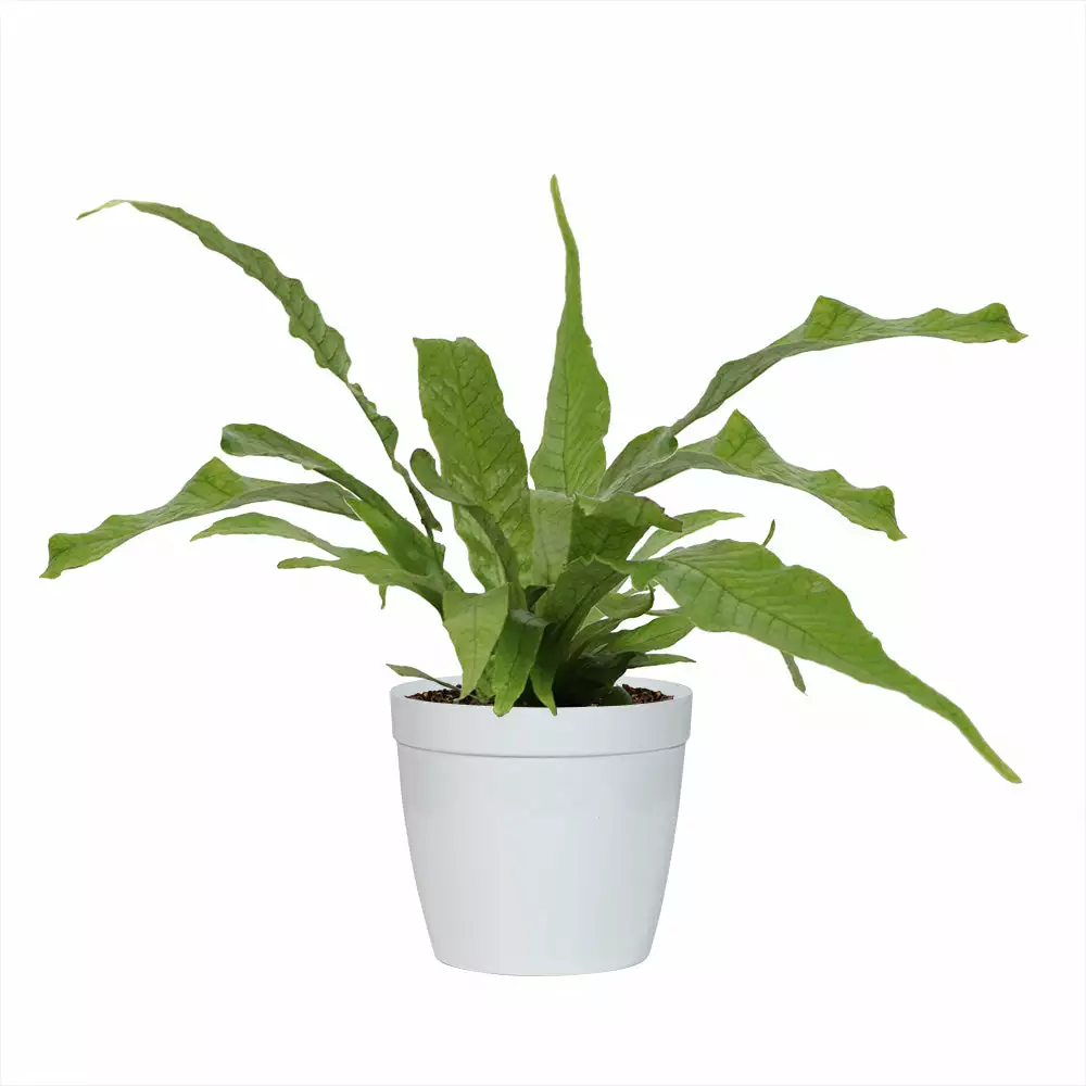 Fast Growing Trees Crocodile Fern 7 Fast Growing Trees Crocodile Fern