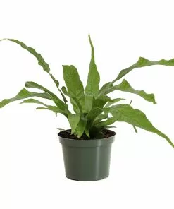 Fast Growing Trees Crocodile Fern 10 Fast Growing Trees Crocodile Fern