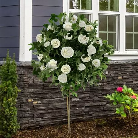 Fast Growing Trees Iceberg Rose Tree 4 Fast Growing Trees Iceberg Rose Tree